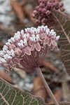 Pinewoods milkweed